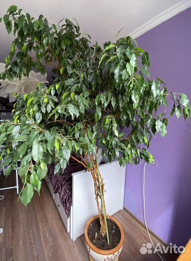 Фикус бенджамина