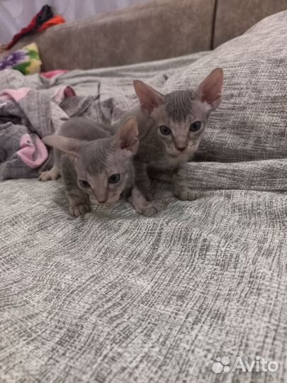Котята Донского сфинкса