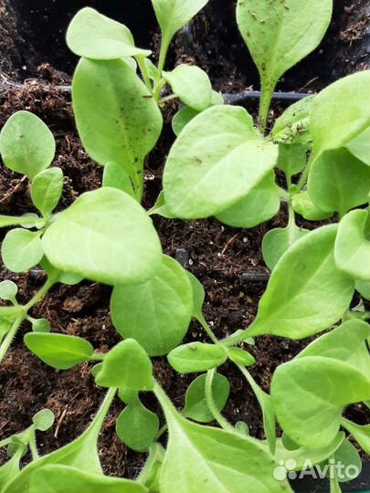 Рассада овощей и цветов