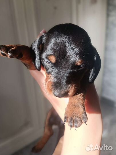 Карликовая такса щенки спб