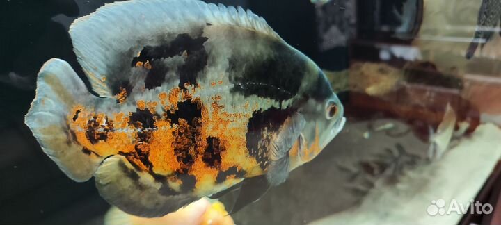 Аквариумные рыбы в большой аквариум