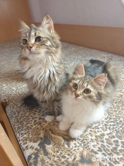 Пушистые котята в добрые руки