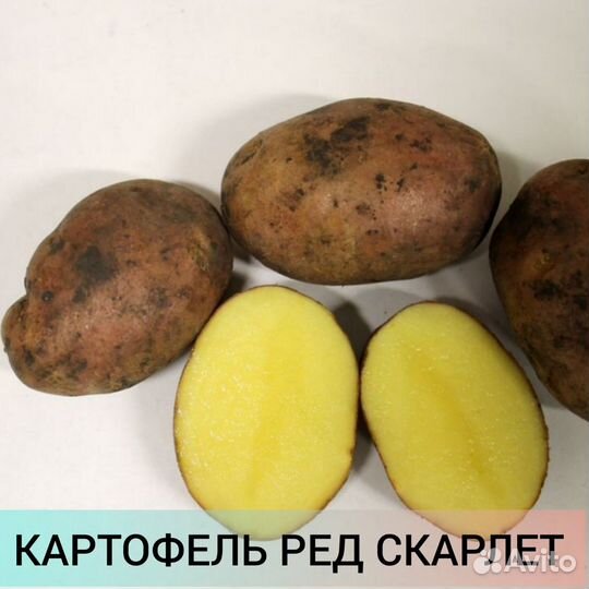 Продаем семенной картофель