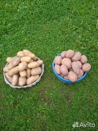 Продам картофель