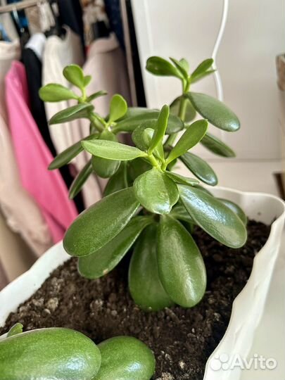 Денежное дерево/ толстянка