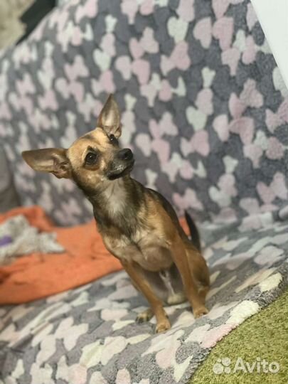 Вязка русский той -терьер