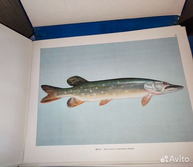 Промысловые рыбы СССР Атлас. редкое издание