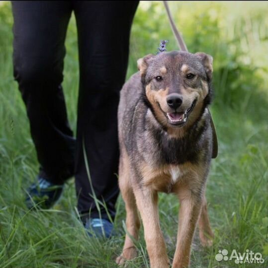 Собака в добрые руки ищет дом