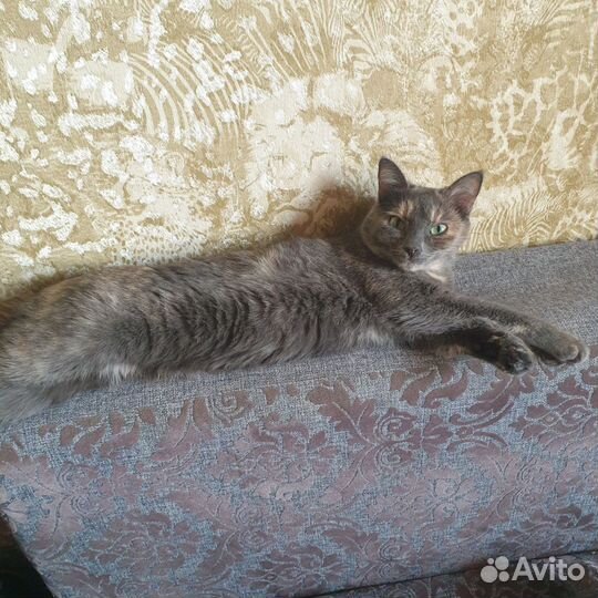 Кошка в дар бесплатно