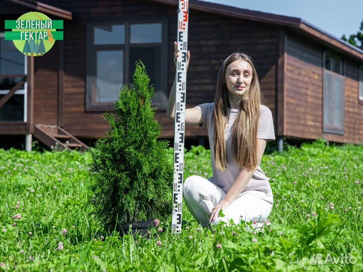 Туи смарагд 80 см свежая копка 2023