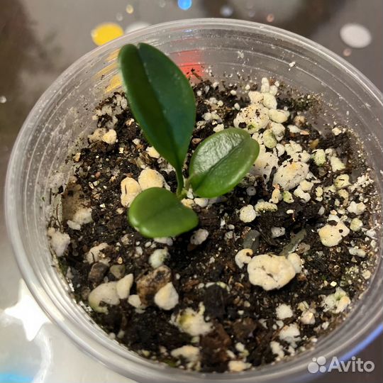 Хойя унифлора