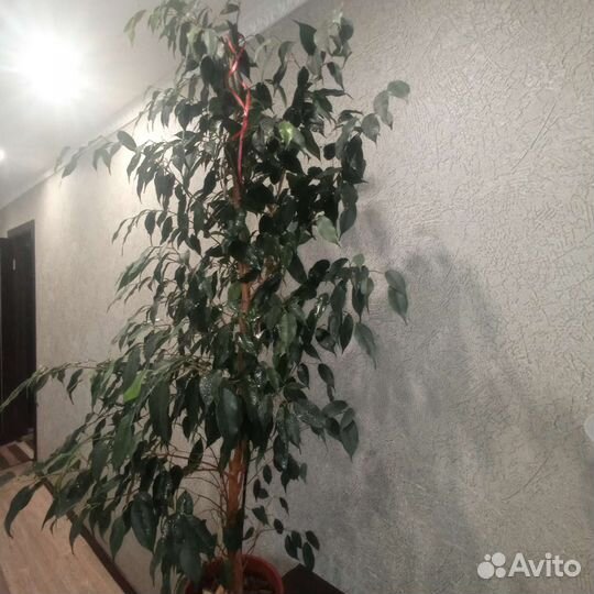 Фикус бенджамина