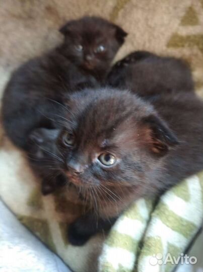 Отдам в добрые руки, вислоухих котят