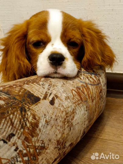 Кавалер кинг чарльз спаниель