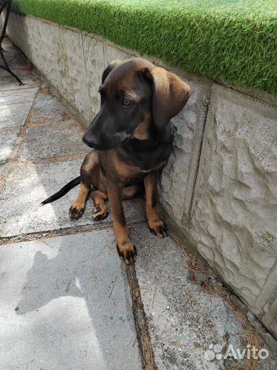 Щенок мальчик