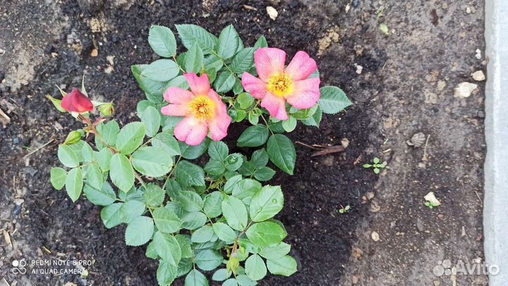 Роза Ян Артюс Бертран