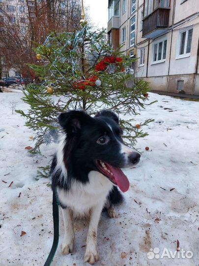 Передержка кошек, собак и грызунов/рептилий/птиц