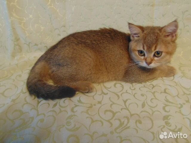 Шотландские котята