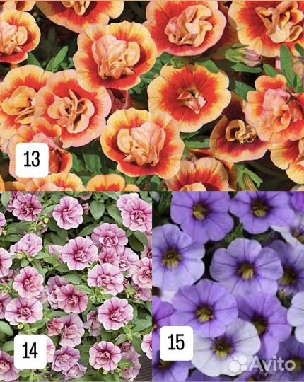 Черенки калибрахоа