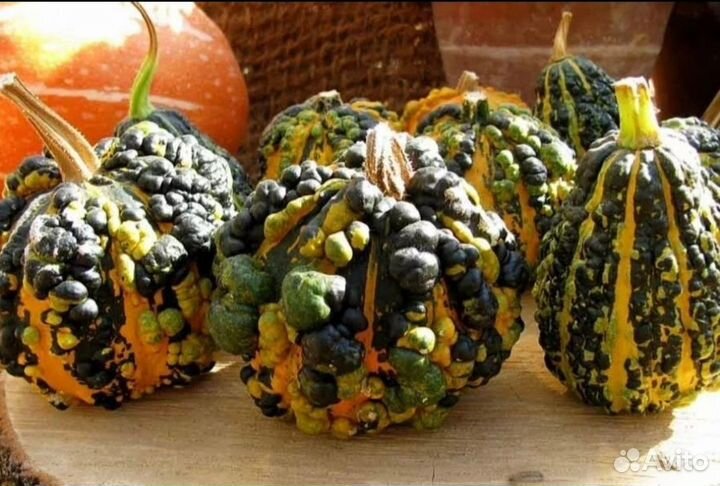 Семена декоративной тыквы