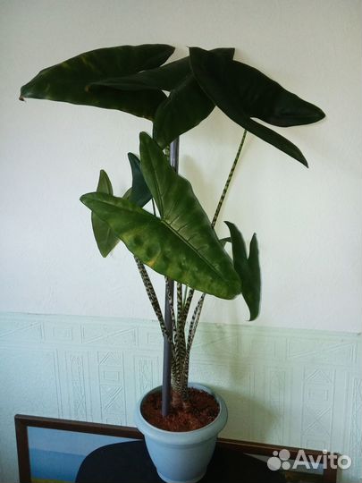 Хойя Карноза, Альтернантера, Алоказия Зебрина и др