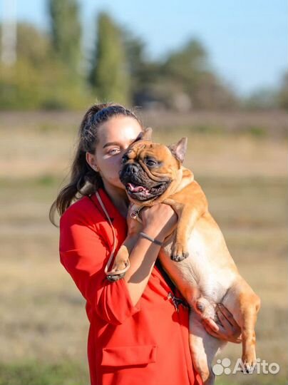 Французский бульдог Вязка