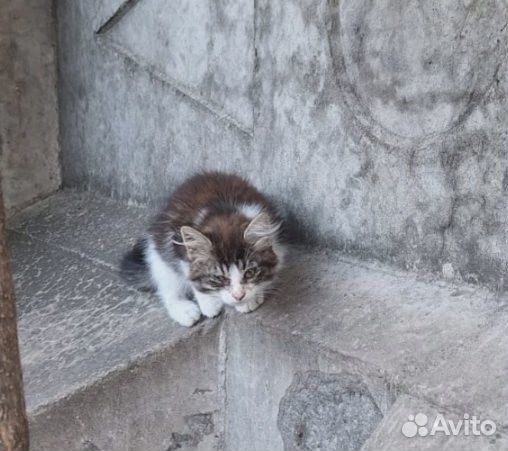 Котятам нужна передержка или дом