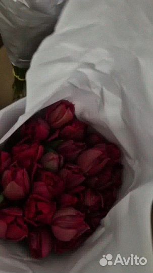 Тюльпаны опт