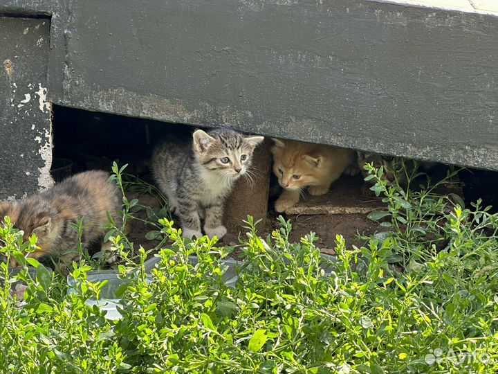 Котята в добрые руки