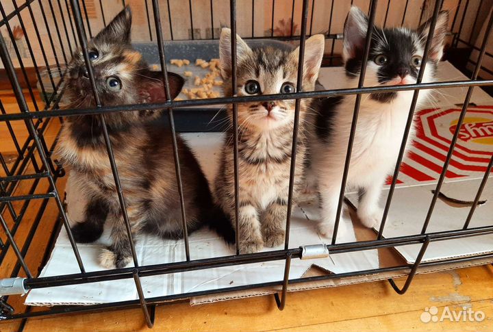 Котята в добрые руки