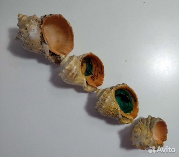 Ракушка морская