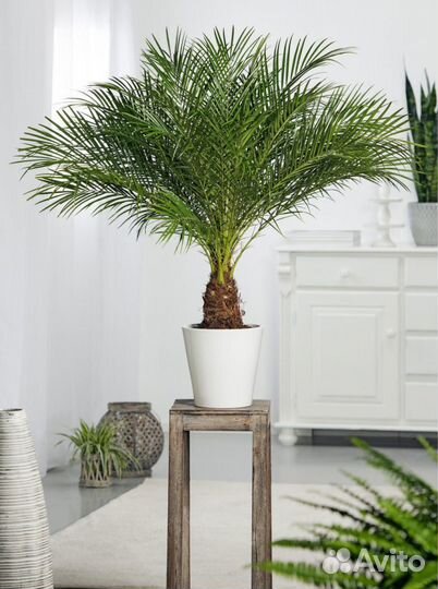 Финиковая пальма Робелена