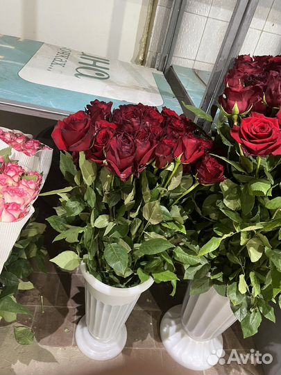 Роза экспловер