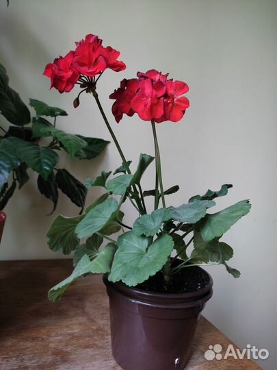 Продам цветы комнатные