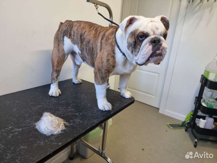 Стрижка кошек и собак