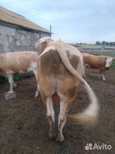 Бык