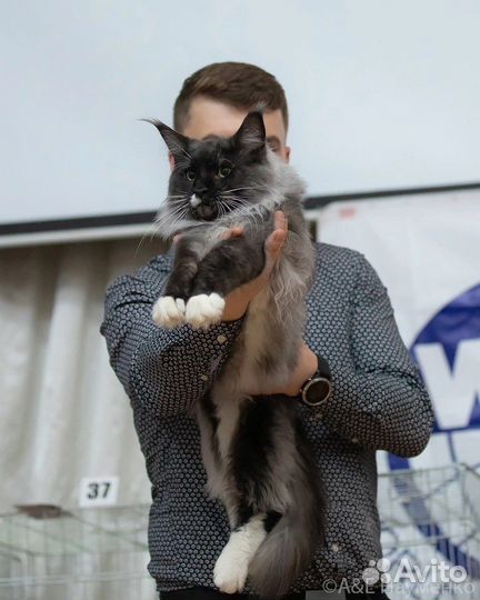 Кот мейн-кун вязка