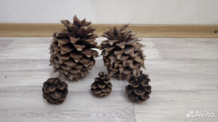 Большие шишки