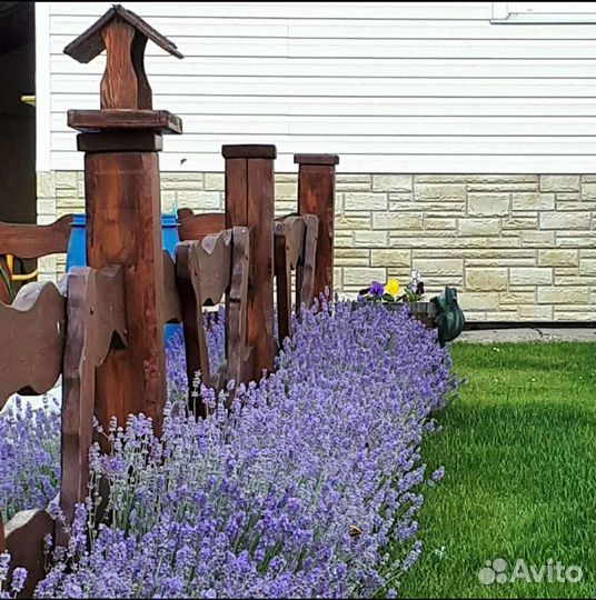 Кусты лаванды