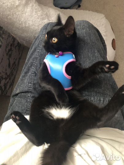 Поводок для котенка или кошки