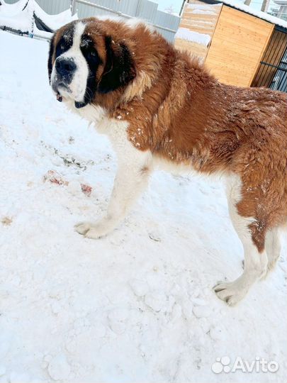 Московская сторожевая