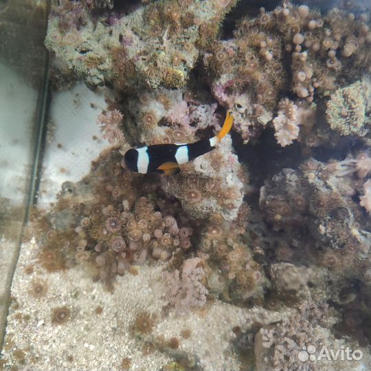 Морской аквариум