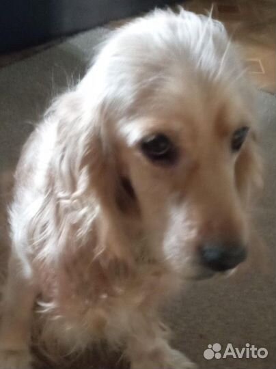 Собаки кокер спаниель