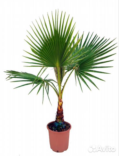 Пальмы веерные Вашингтония и другие большие