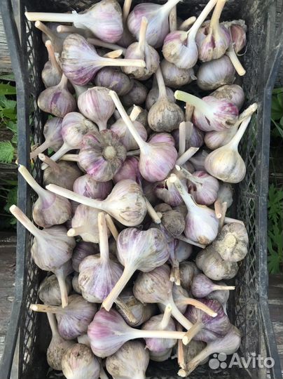 Озимый чеснок