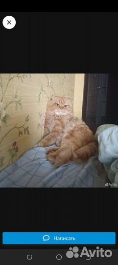 Котенок девочка