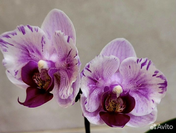 Орхидея фаленопсис бабочка пелорик