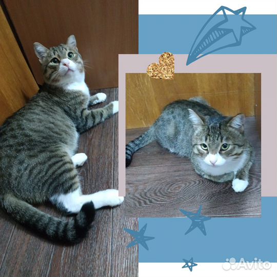 Милый котмк в добрые руки