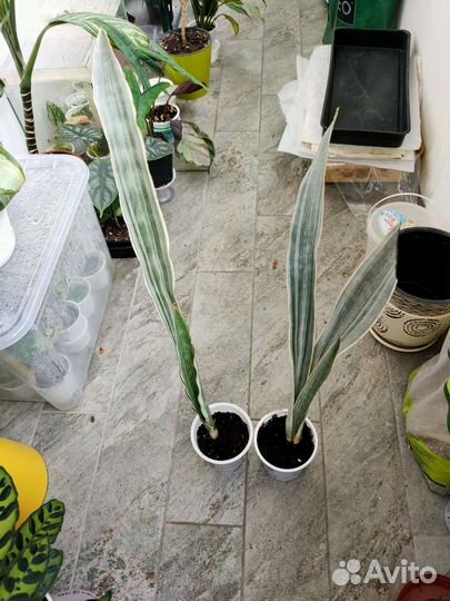 Сансевиерия Металлика