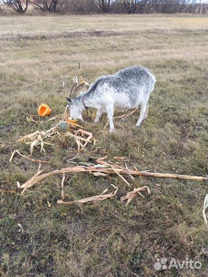 Коза дойная